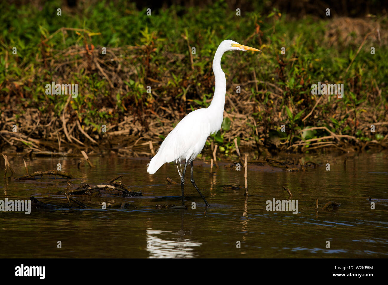 Aigrette sur Tres Irmãos River dans le Pantanal du Mato Grosso. C'est l'une des zones les plus fous au Brésil et attire de nombreux touristes Banque D'Images