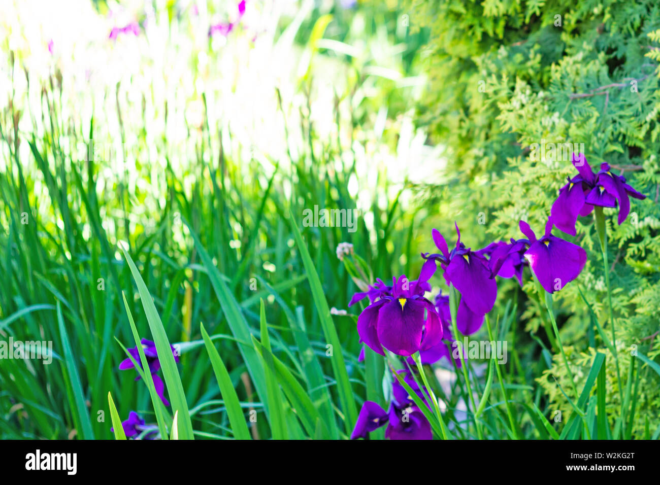Gros plan des fleurs de l'iris violet sur fond d'herbe verte Banque D'Images