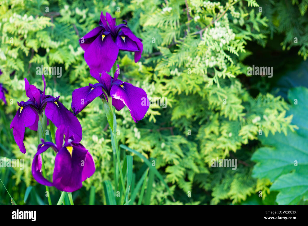Close up of purple iris fleurs sur fond vert naturel with copy space Banque D'Images