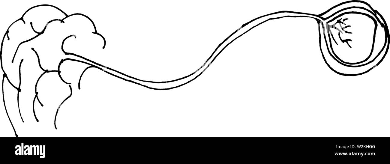 Silhouette de l'œil humain avec nerf et cerveau sur fond blanc Illustration de Vecteur