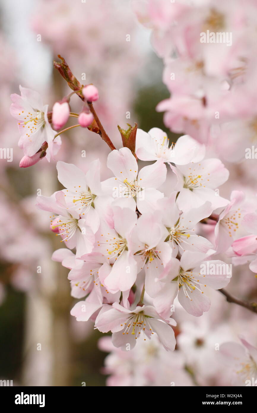 Prunus 'Pandora' Fleur de cerisier au printemps. Aga. Également appelé Prunus padus 'Pandora' Banque D'Images