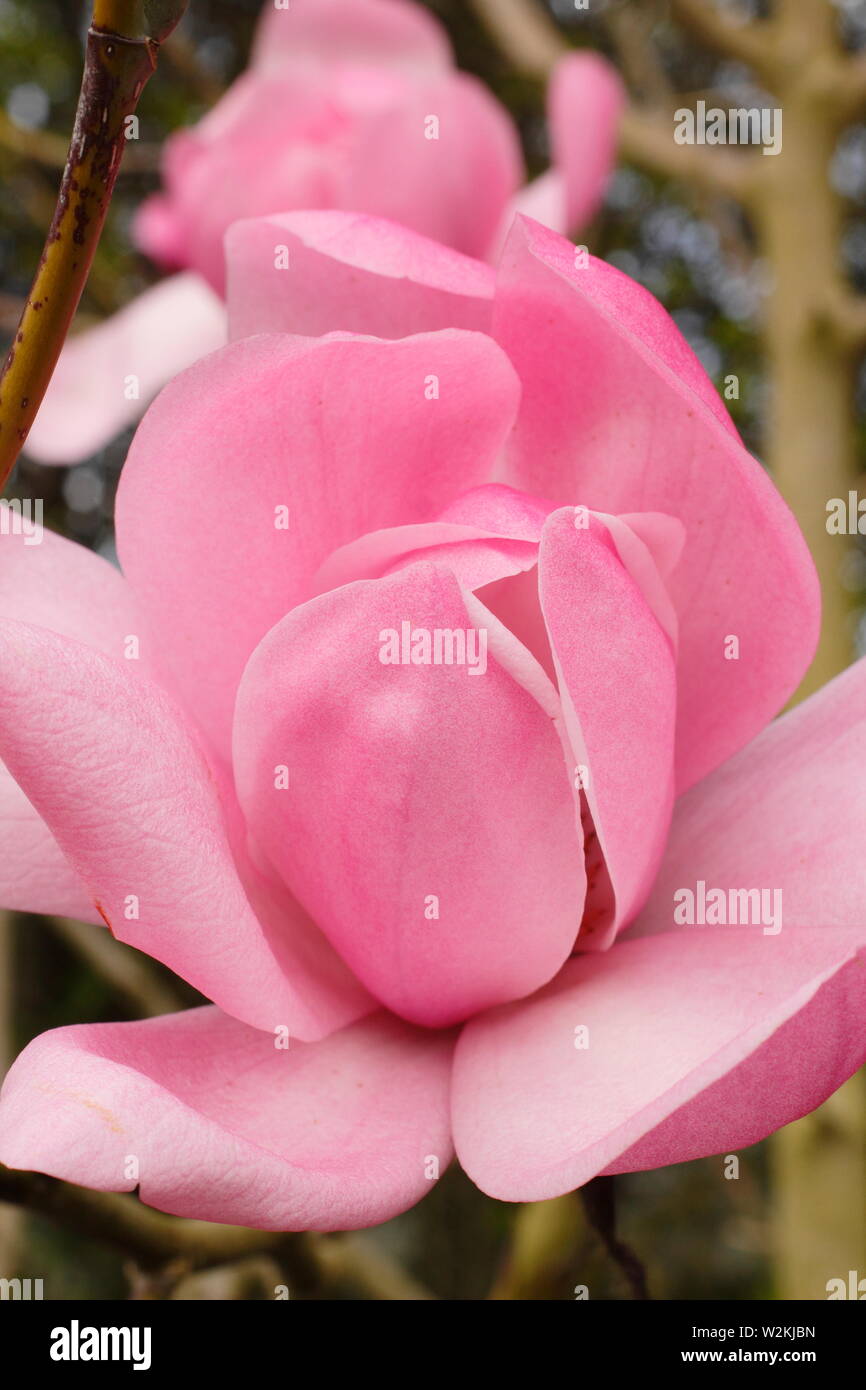 Magnolia sprengeri var. diva Copeland 'court'. Fleurs de rose Magnolia 'cour' Copeland au printemps . Aga. UK Banque D'Images