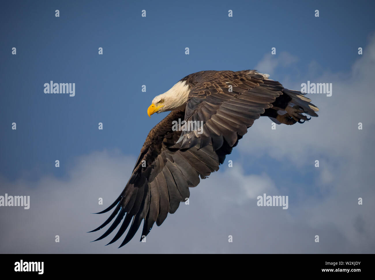 American Bald Eagle planeur contre Colorado bleu ciel Banque D'Images