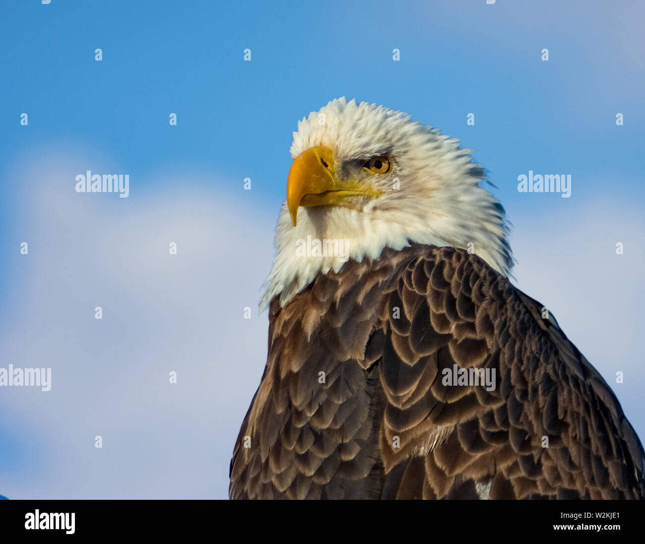 L'aigle chauve américain bleu ciel portrait contre Colorado Banque D'Images