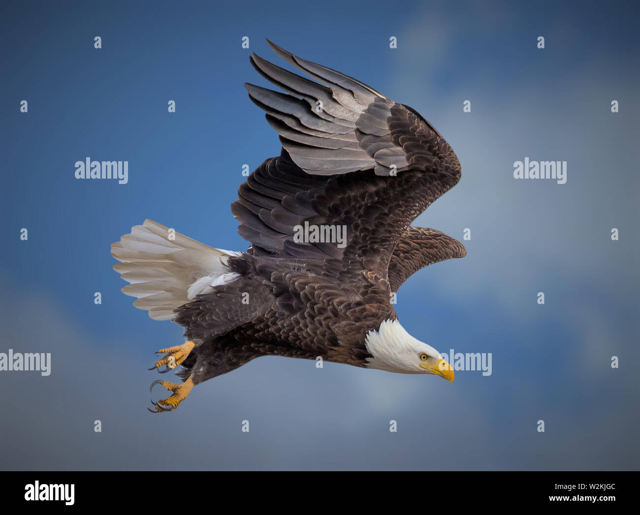 Photo de American Bald Eagle planeur contre Colorado bleu ciel Banque D'Images