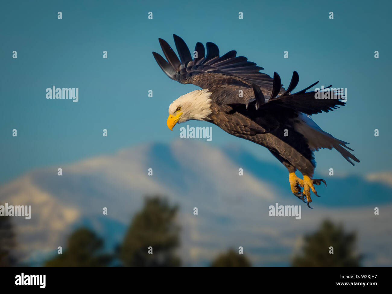 American Bald Eagle planeur contre Colorado bleu ciel Banque D'Images