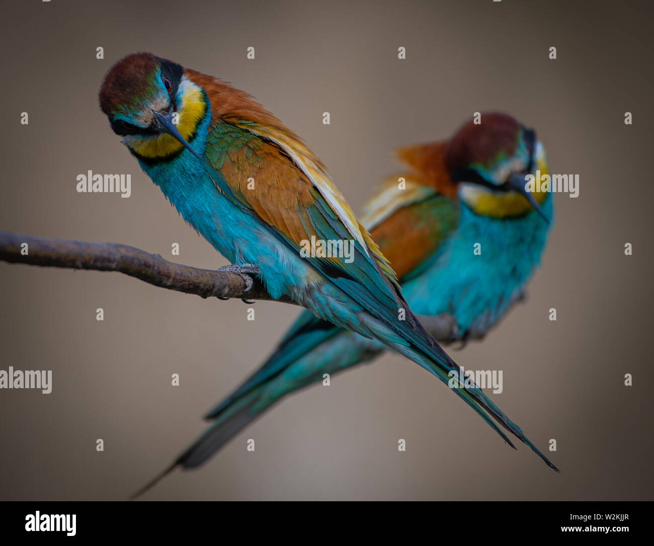 Bee eater oiseaux dans le Delta du Danube sur un fond vert naturel Banque D'Images