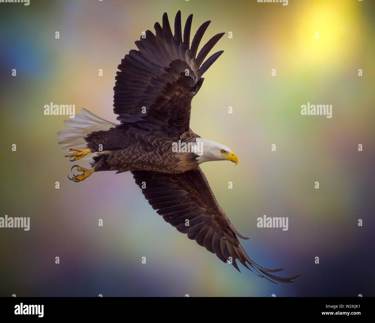 American Bald Eagle planeur contre Colorado sunset sky Banque D'Images