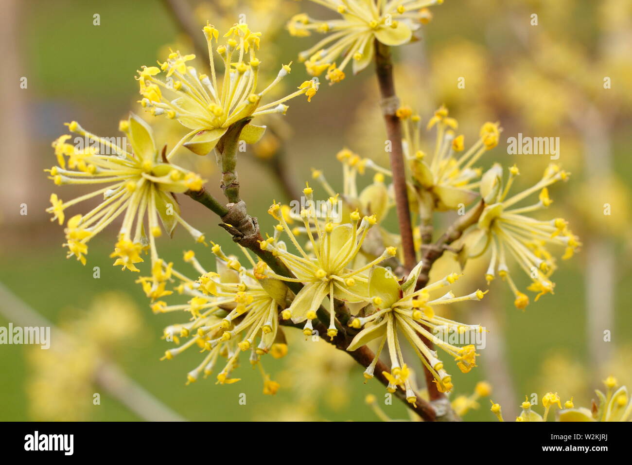 Cornus mas 'Jolico' En Cornaline - cerisiers en fleurs au printemps - Mai. UK Banque D'Images