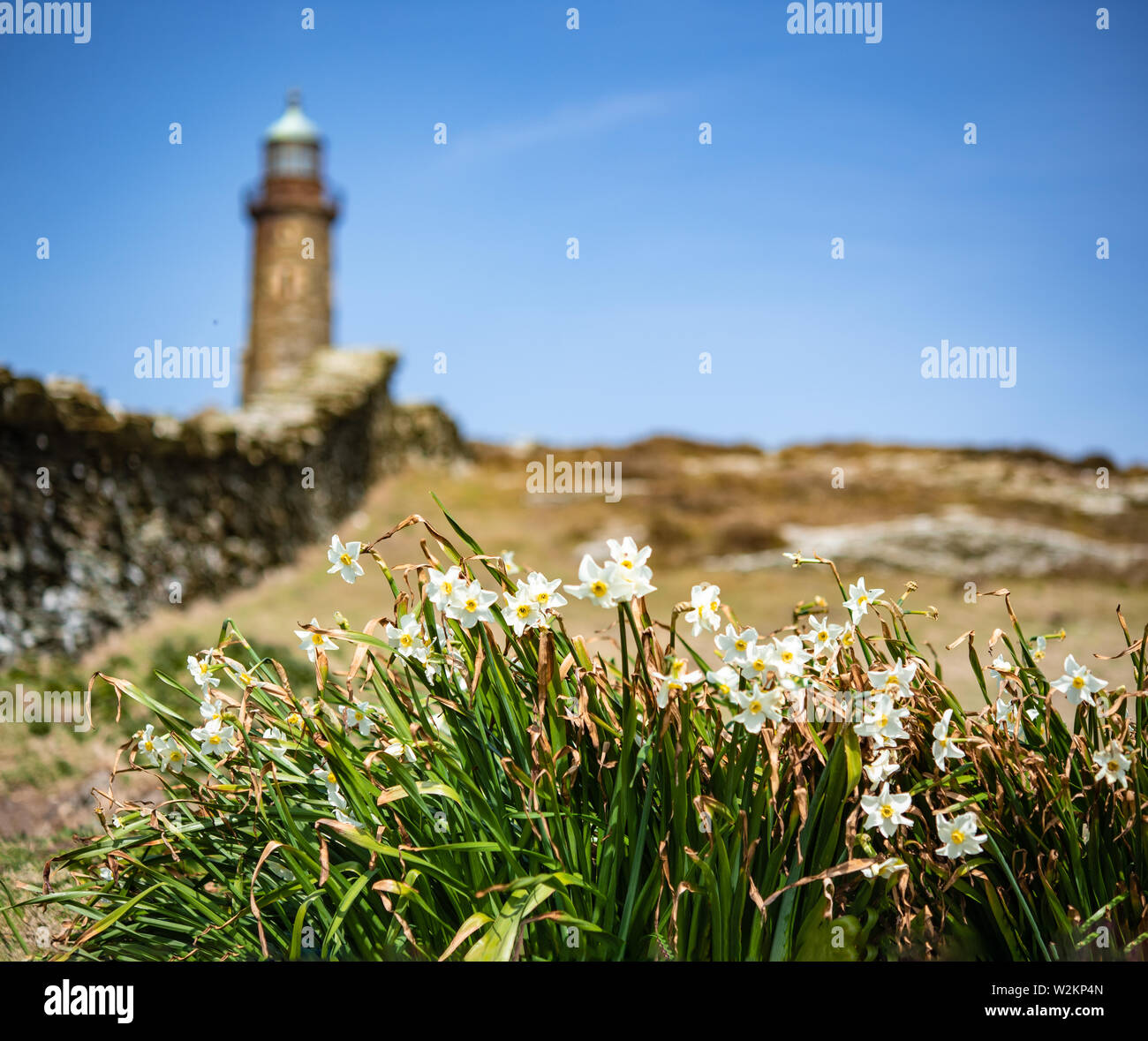 Printemps jonquilles sur Calf Of Man avec Phare supérieur dans l'arrière-plan Banque D'Images