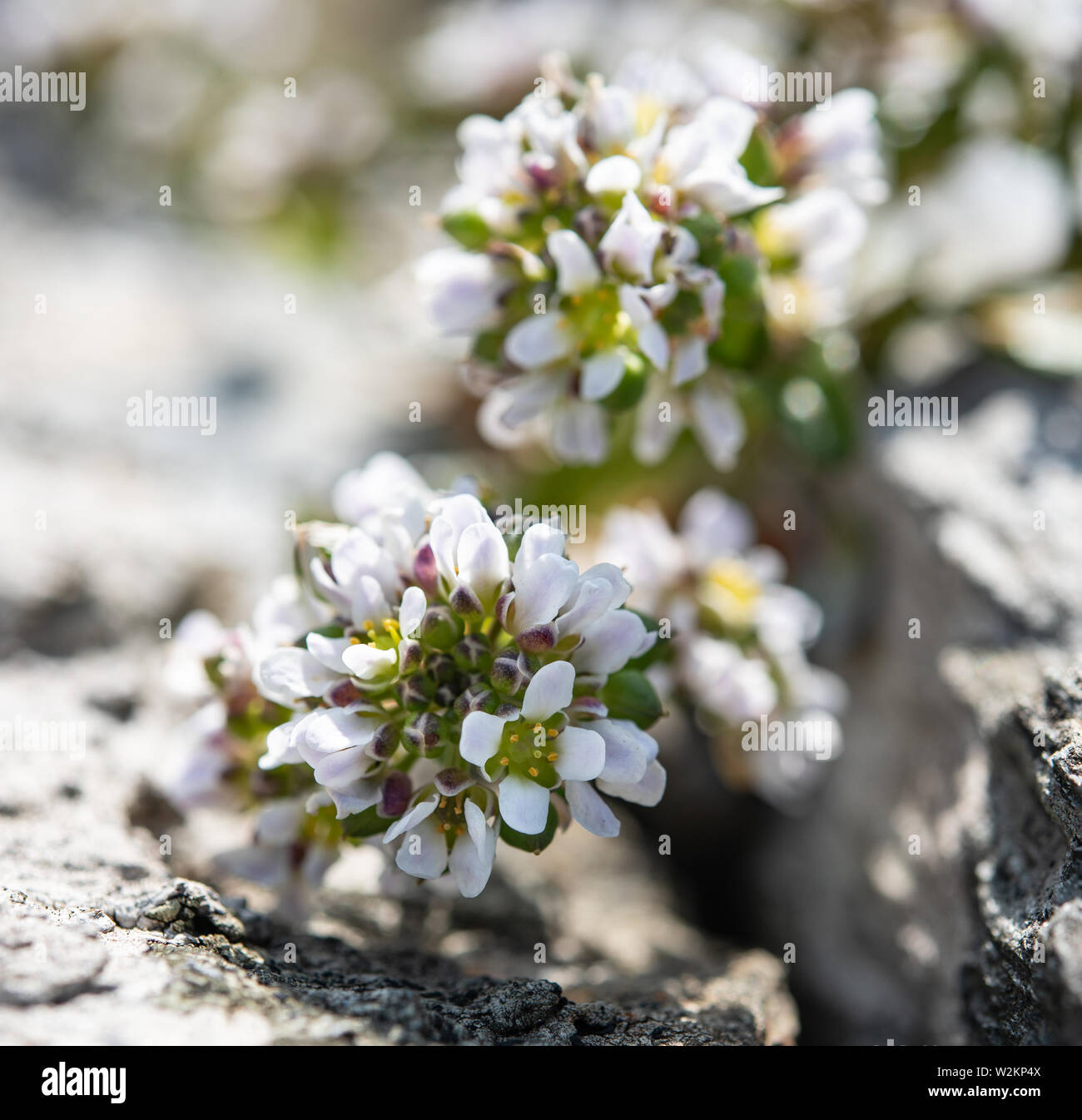 Alyssum blanc fleur plante close-up de plus en plus, dans les roches Banque D'Images