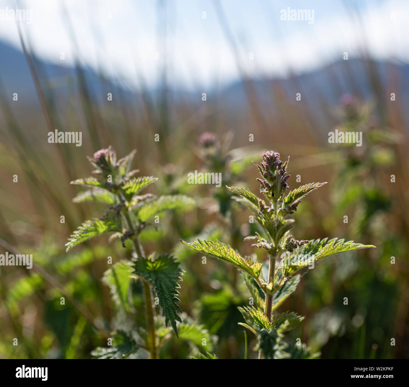 L'ortie plante en fleur, soleil, montagnes en arrière-plan Banque D'Images