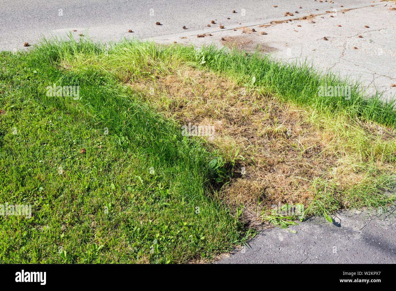 Les herbes sèches flétri sous voiture parking Banque D'Images