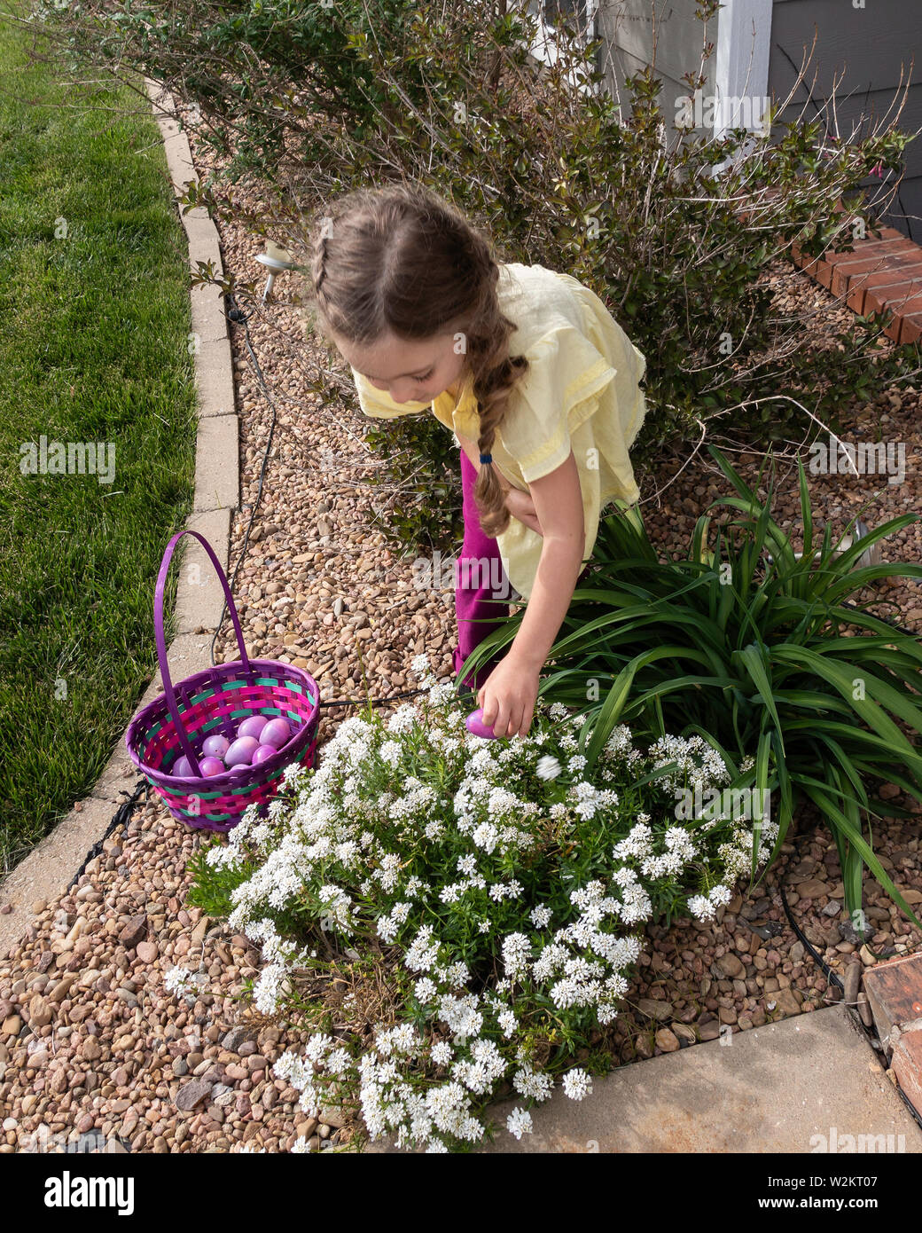 Un vieux de cinq ans Caucasian girl trouve un oeuf de Pâques en plastique dans un lit de fleurs blanches. USA. Banque D'Images