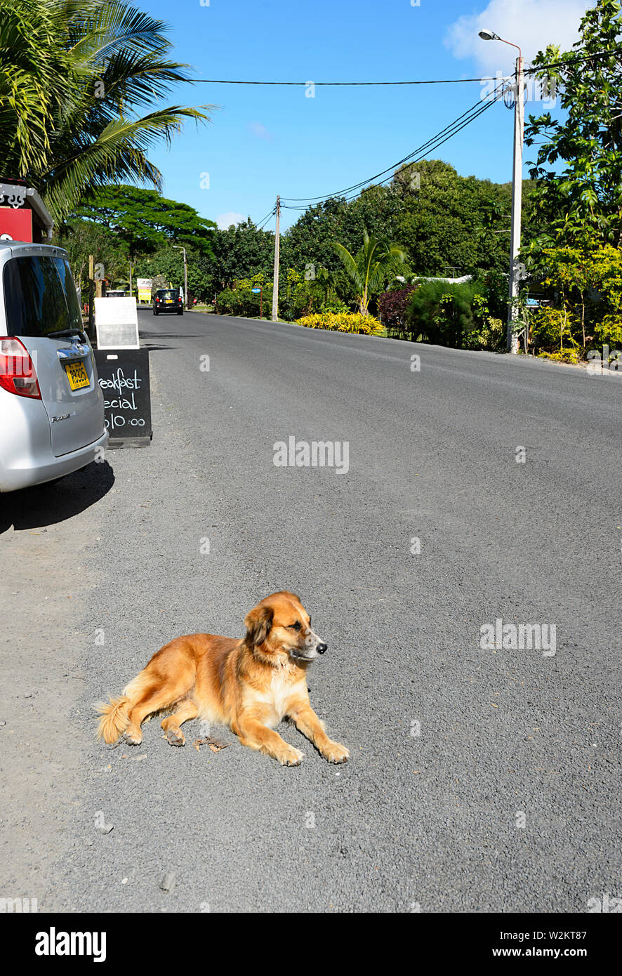 Chien couché sur la route à Rarotonga, îles Cook , Polynésie Française Banque D'Images