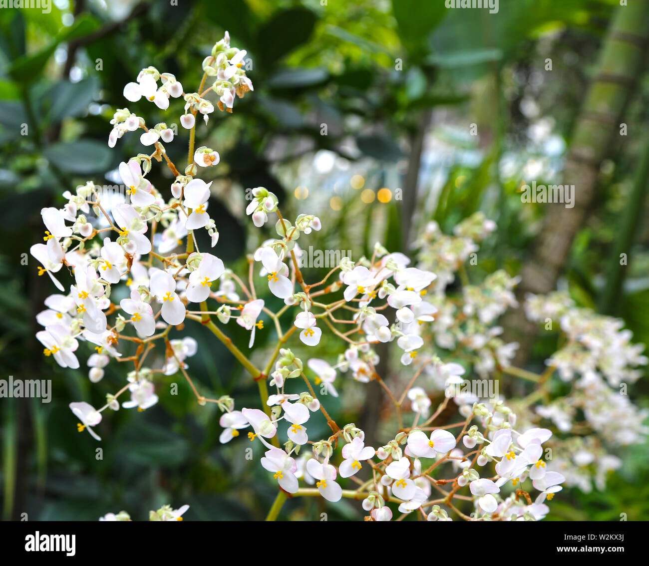De nombreuses petites fleurs orchidées blanches sur un rameau Photo Stock -  Alamy