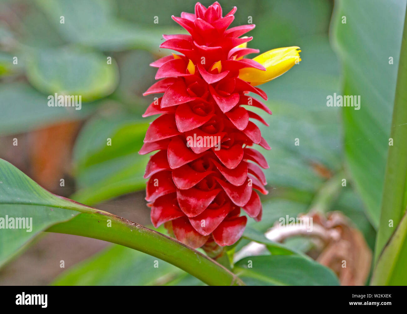 Alpinia purpurata, costus barbatus, red ginger, appelé plume Autruche rose et gingembre cône. Banque D'Images