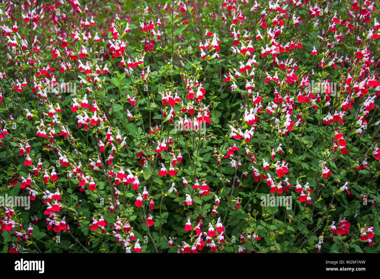 La floraison Salvia microphylla, le bébé sage, Graham's sage ou sage cassis, Parc de la tête d'or ou le parc de la tête d'Or, un vaste parc urbain, Banque D'Images