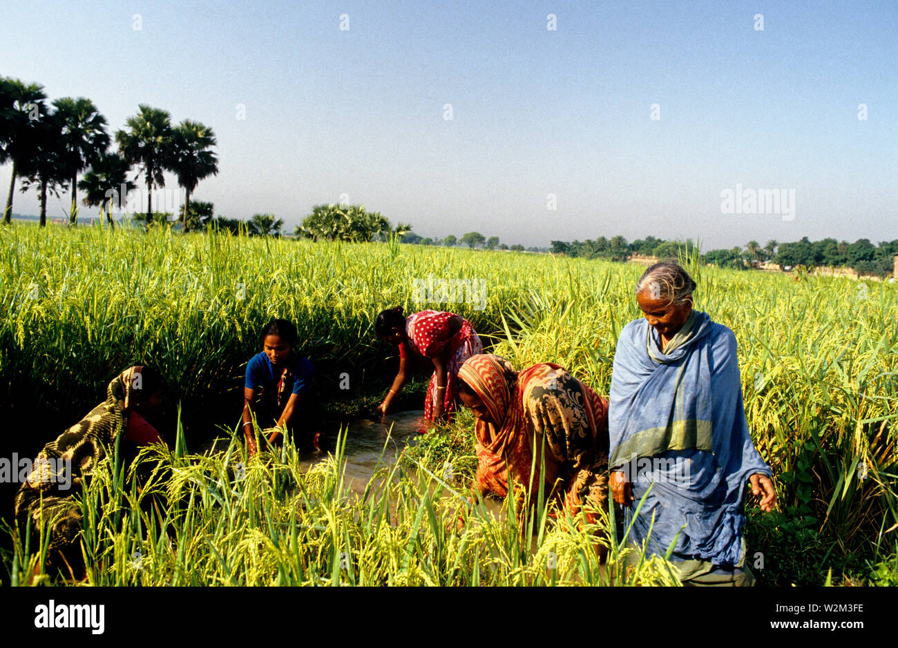 Les membres de la coopérative des femmes dans Shaptagram Pangsha ont collectivement une configuration bien profonds pour l'irrigation. Les femmes sont les canaux qui irriguent leurs terres. Le Bangladesh Banque D'Images