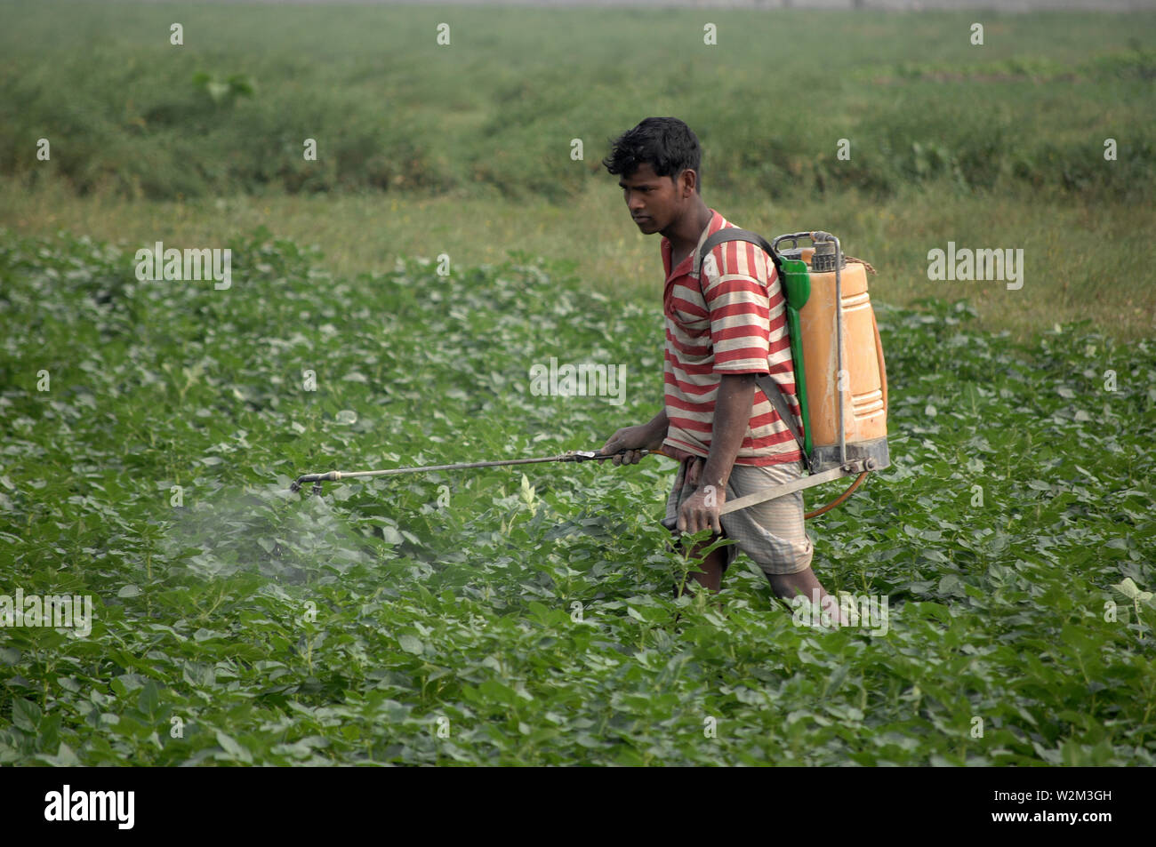 Un homme de la pulvérisation des pesticides dans un champ de pommes de terre. Munshiganj, au Bangladesh. Le 8 février 2008. Banque D'Images