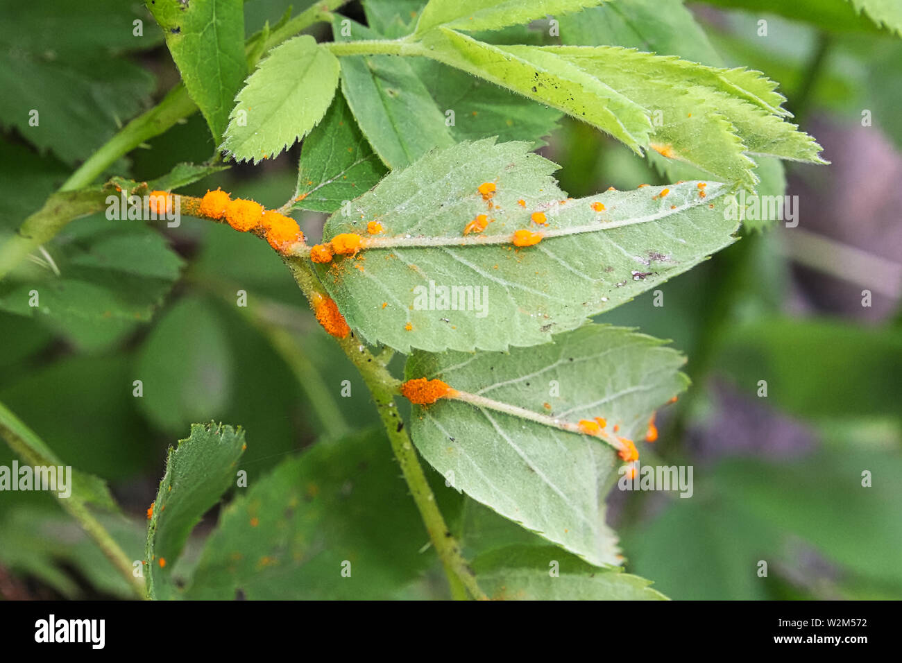 Attaque Fongique Banque d'image et photos - Alamy