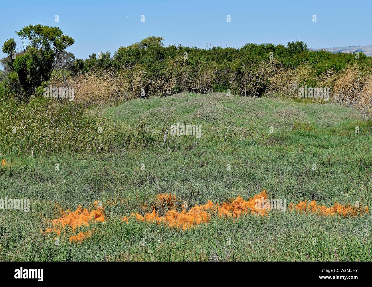 De couleur orange de la cuscute plantes parasites, Marsh, dans Parc Régional Coyote Hills, en Californie, au début de l'été Banque D'Images