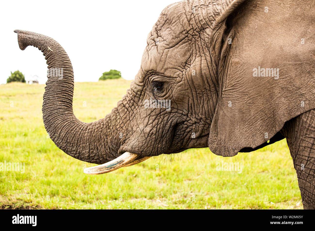Profil de l'éléphant Banque D'Images