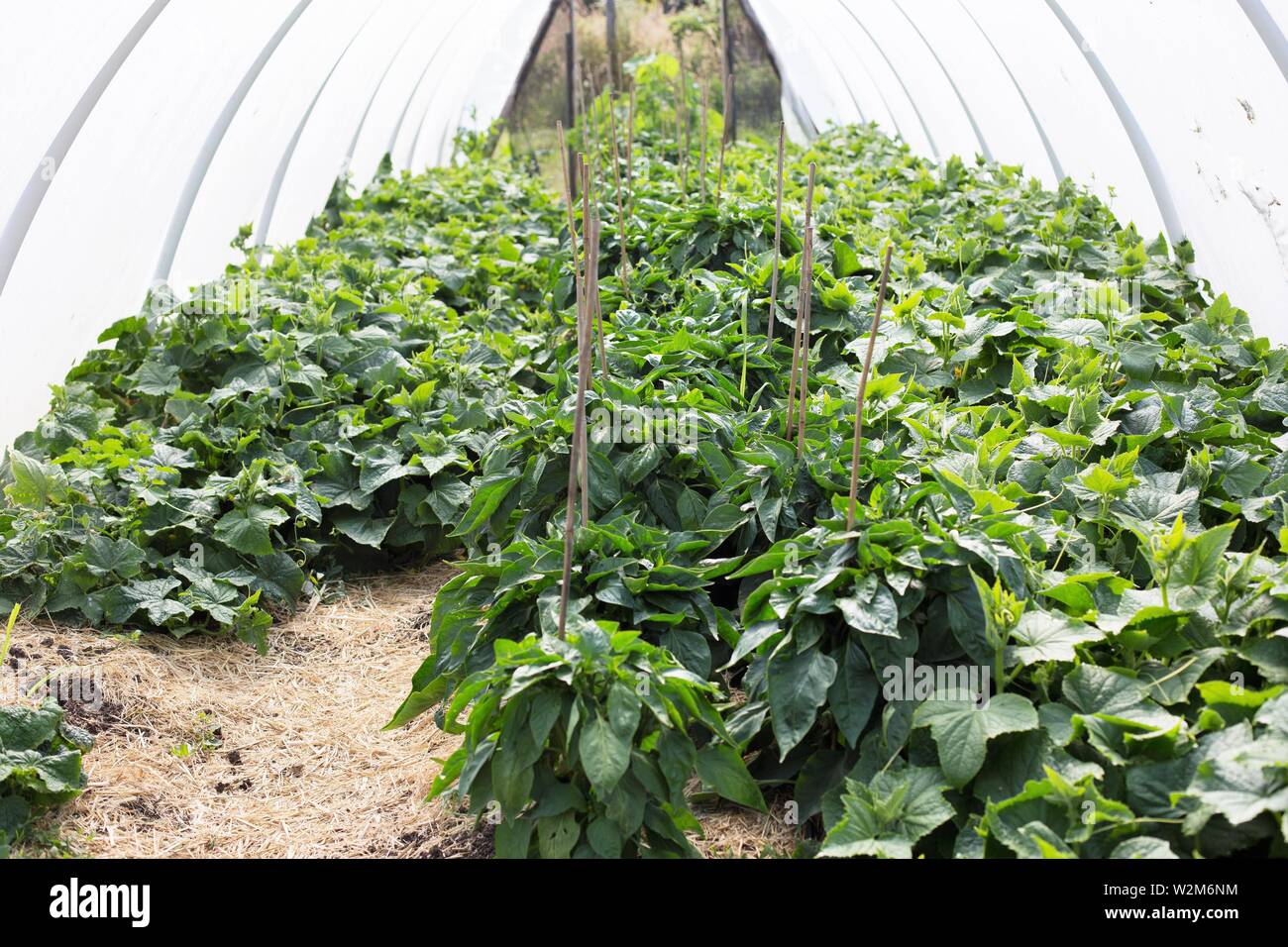 L'intérieur du concombre citron une serre jardin. Banque D'Images