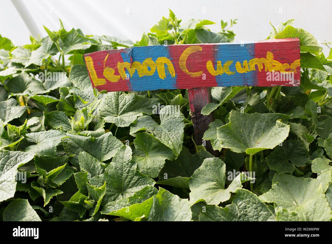 Un panneau 'concombres citron' dans une serre jardin. Banque D'Images