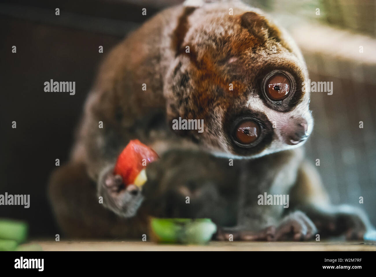 Laurie, le petit singe, avec les grands yeux ronds avec la surprise de l'émotion sur son visage. Banque D'Images