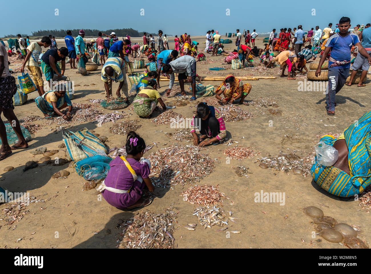 Digha, West Bengal, India. - Mai,30,2019. Les gens du village le tri de petits poissons pour les vendre sur le marché local. Banque D'Images