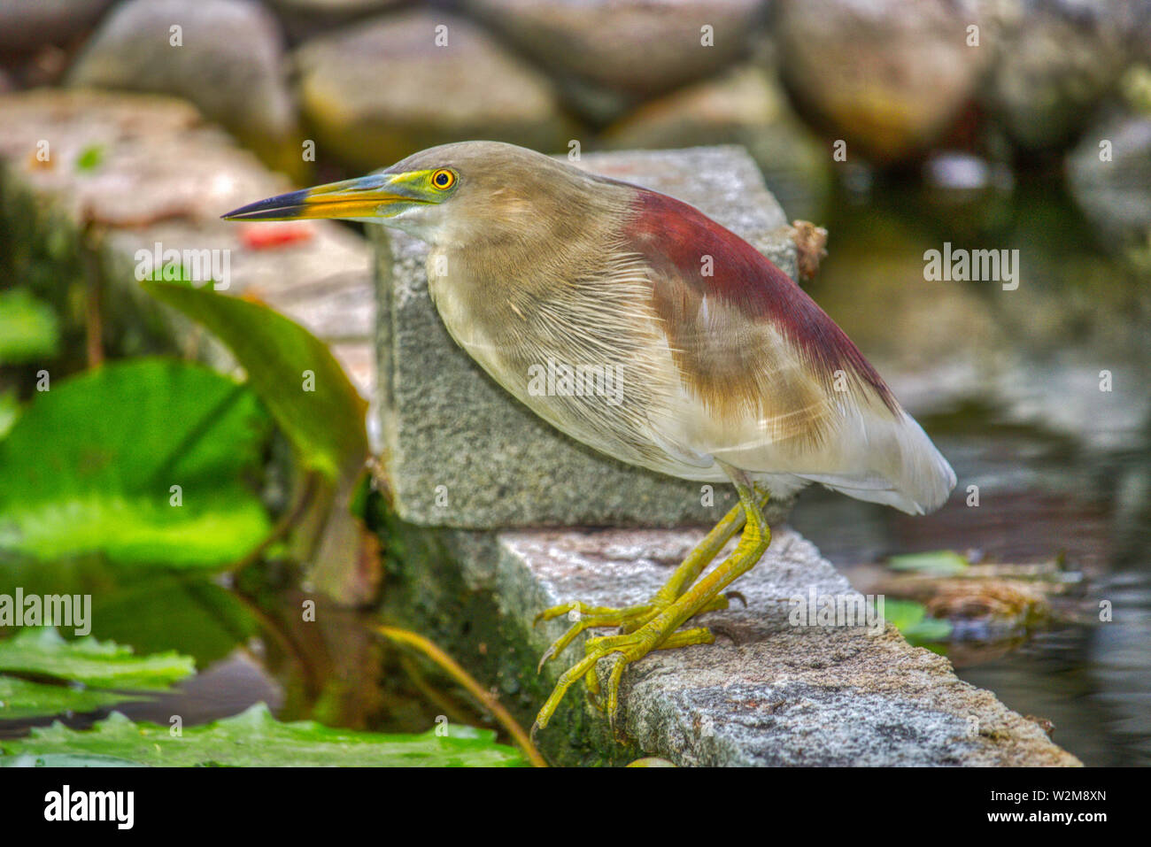 Cette photo montre un oiseau exotique à un étang d'eau sur une île des Maldives Banque D'Images