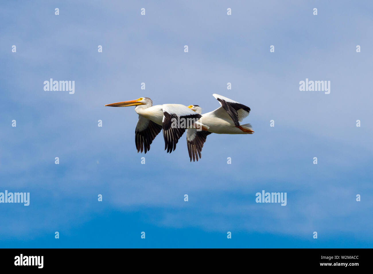 Deux pélicans blancs américains non reproducteurs (Pelecanus erythrorhynchos), volant Beaumont (Alberta), Canada. Banque D'Images