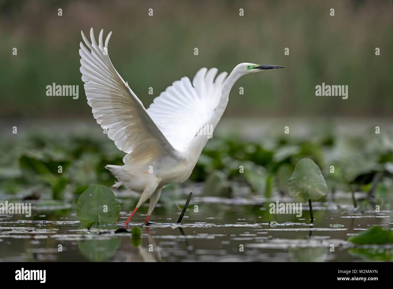 Grande Aigrette (Ardea alba modesta), à partir de l'eau, milieu de la Réserve de biosphère de l'Elbe, Saxe-Anhalt, Allemagne Banque D'Images