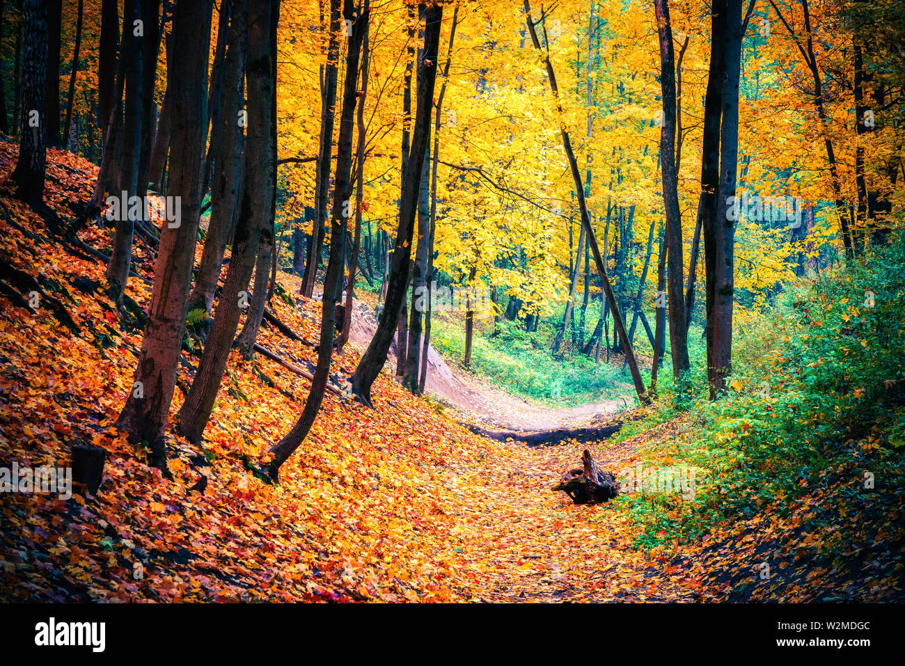 Sentier en forêt d'automne Banque D'Images
