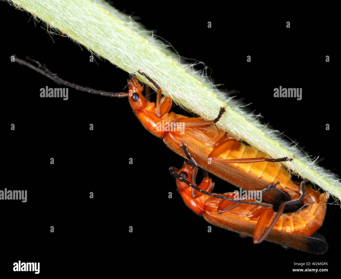 Rhagonycha fulva accouplement coccinelles sur une feuille dans l'état de Washington, USA Banque D'Images