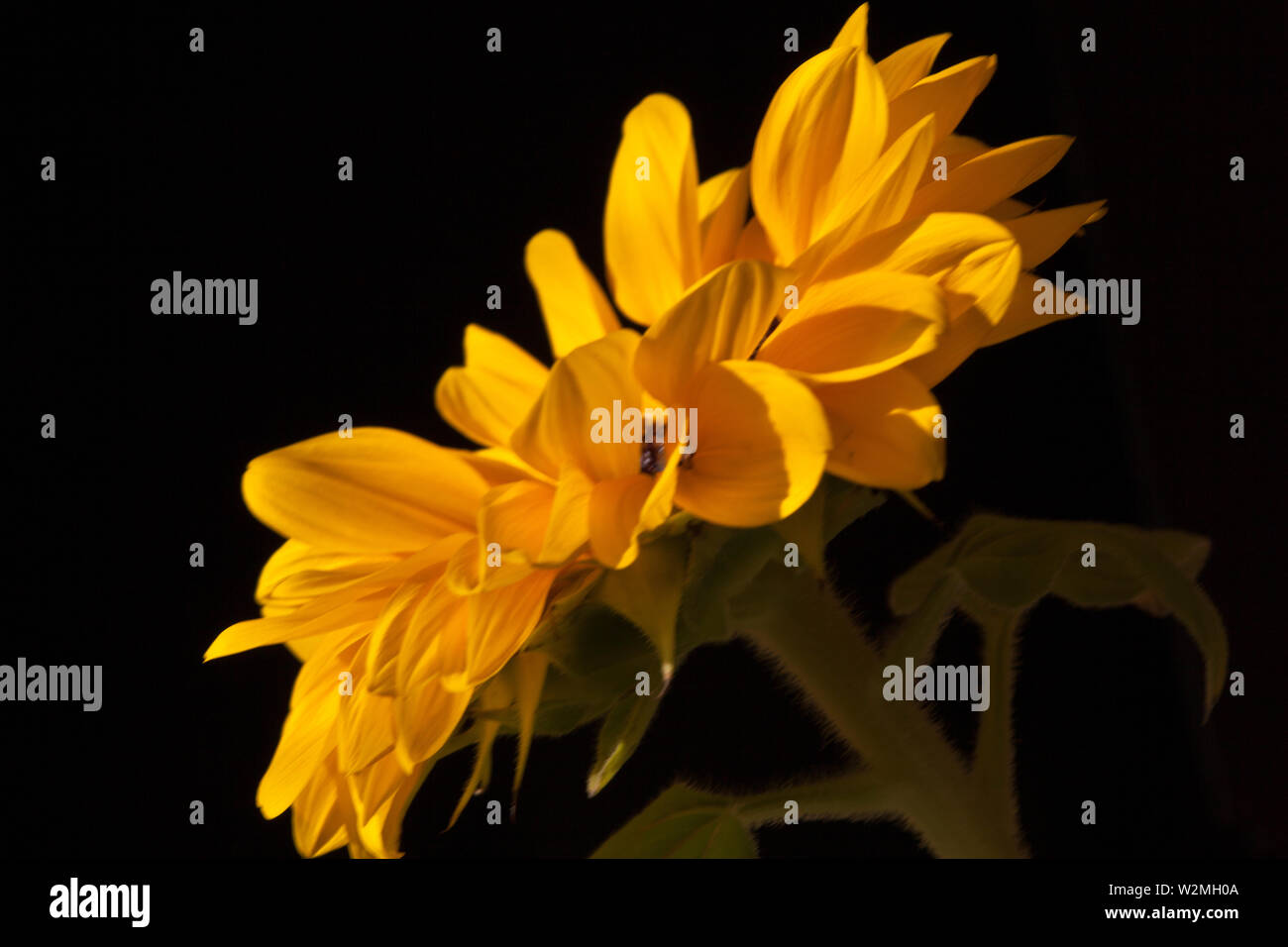 Sunflower-Helianthus annuus dans un grand plan Banque D'Images
