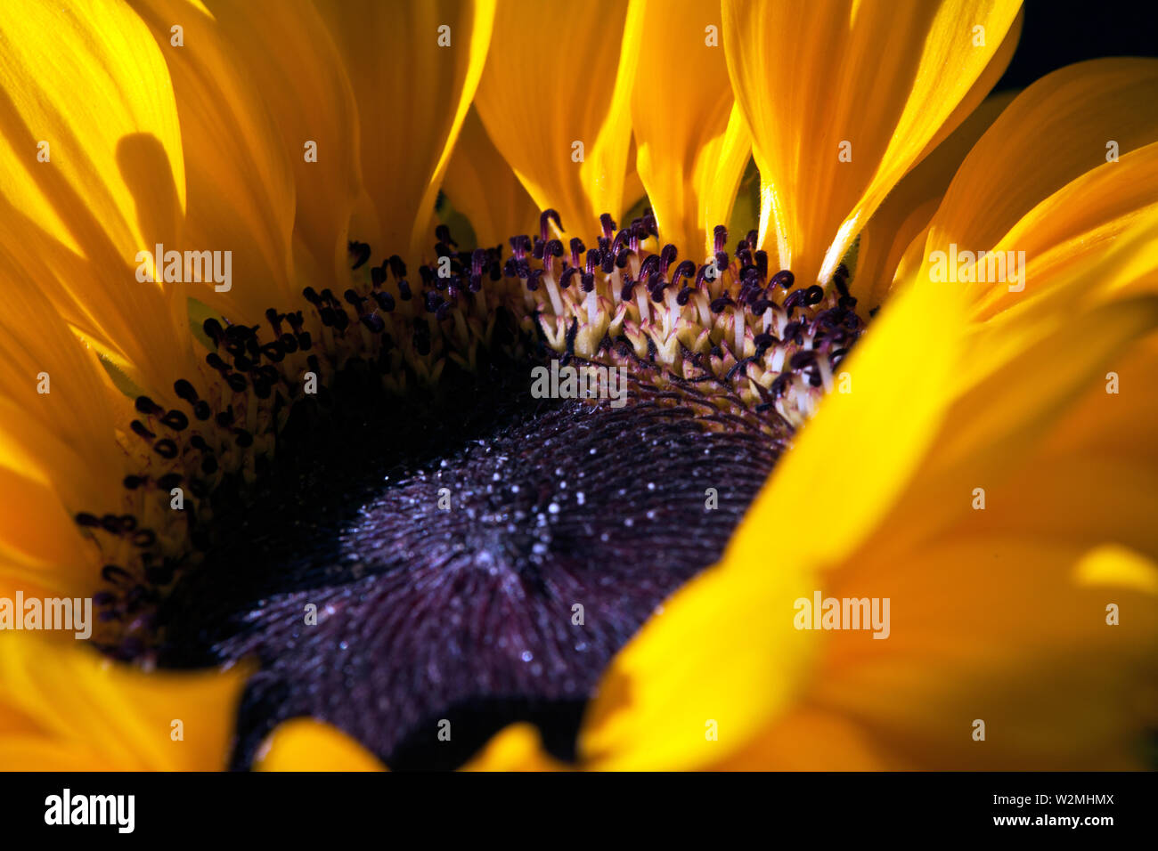 Sunflower-Helianthus annuus dans un grand plan Banque D'Images