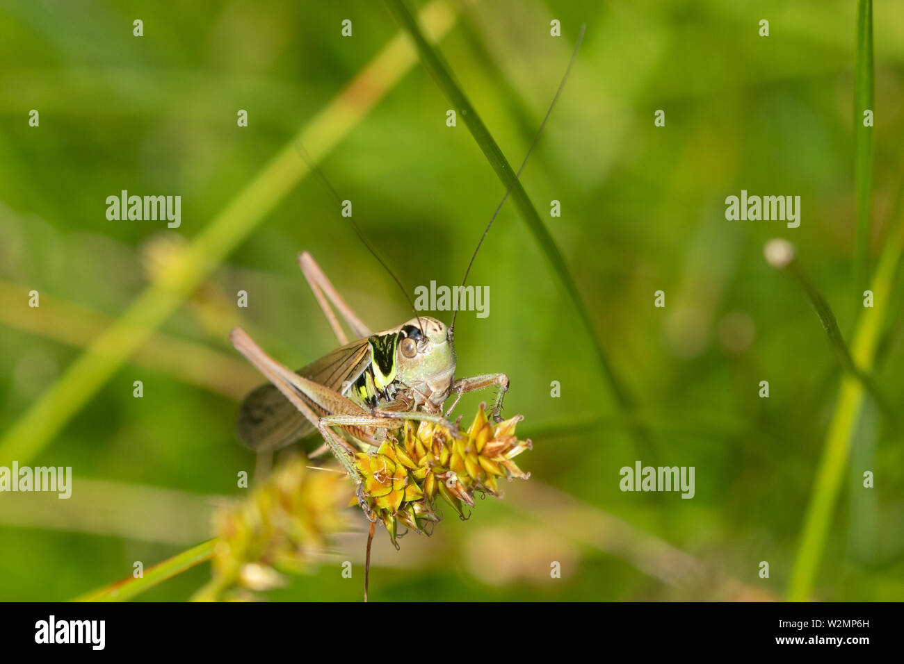 Roesel's bush (Metrioptera roeselii cricket) dans l'habitat de prairie en juillet, UK Banque D'Images