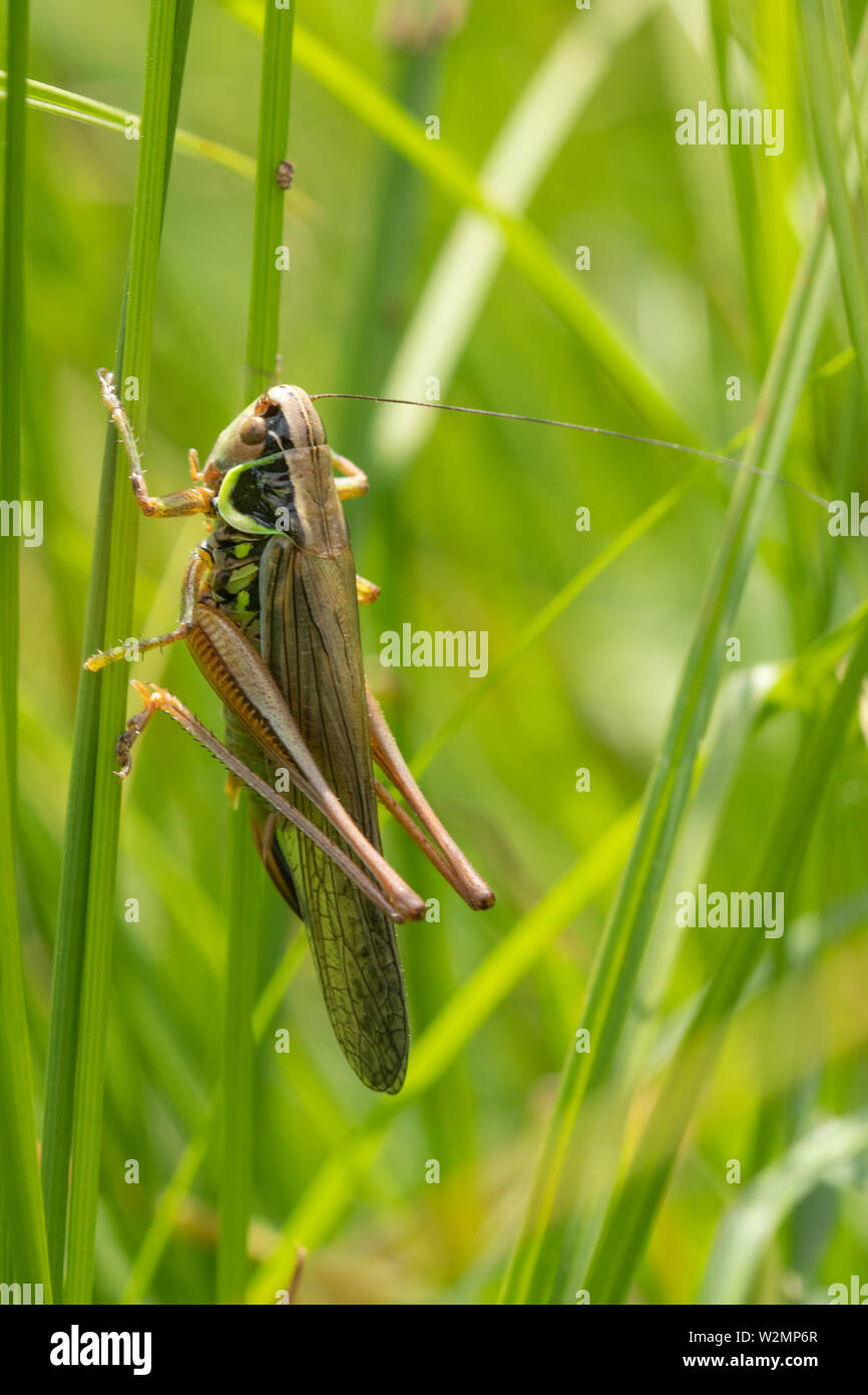 Roesel's bush (Metrioptera roeselii) cricket femelle dans l'habitat de prairie en juillet, UK Banque D'Images