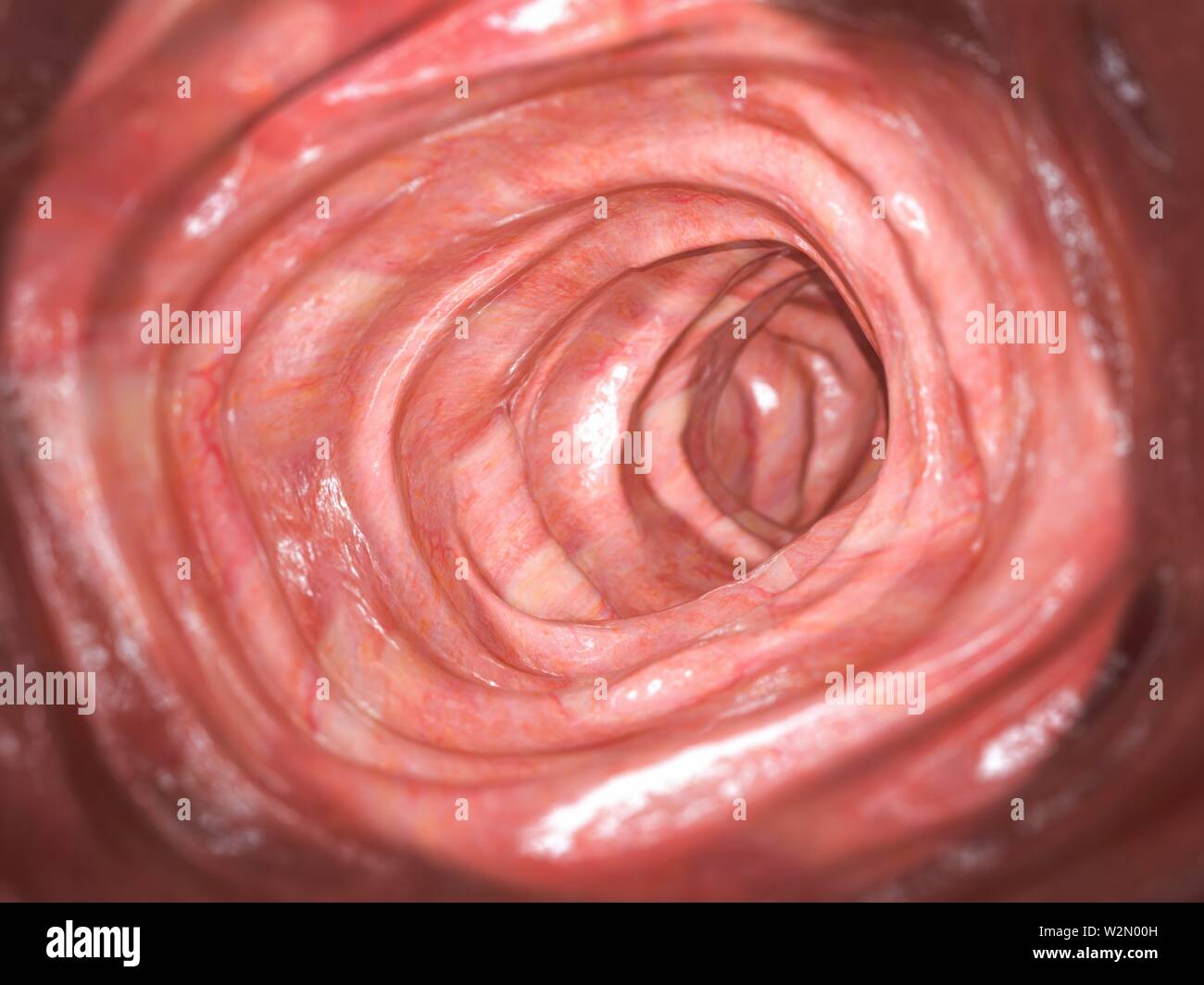 La coloscopie. À l'intérieur du côlon sain, le gros intestin. Système  digestif humain. 3d illustration Photo Stock - Alamy