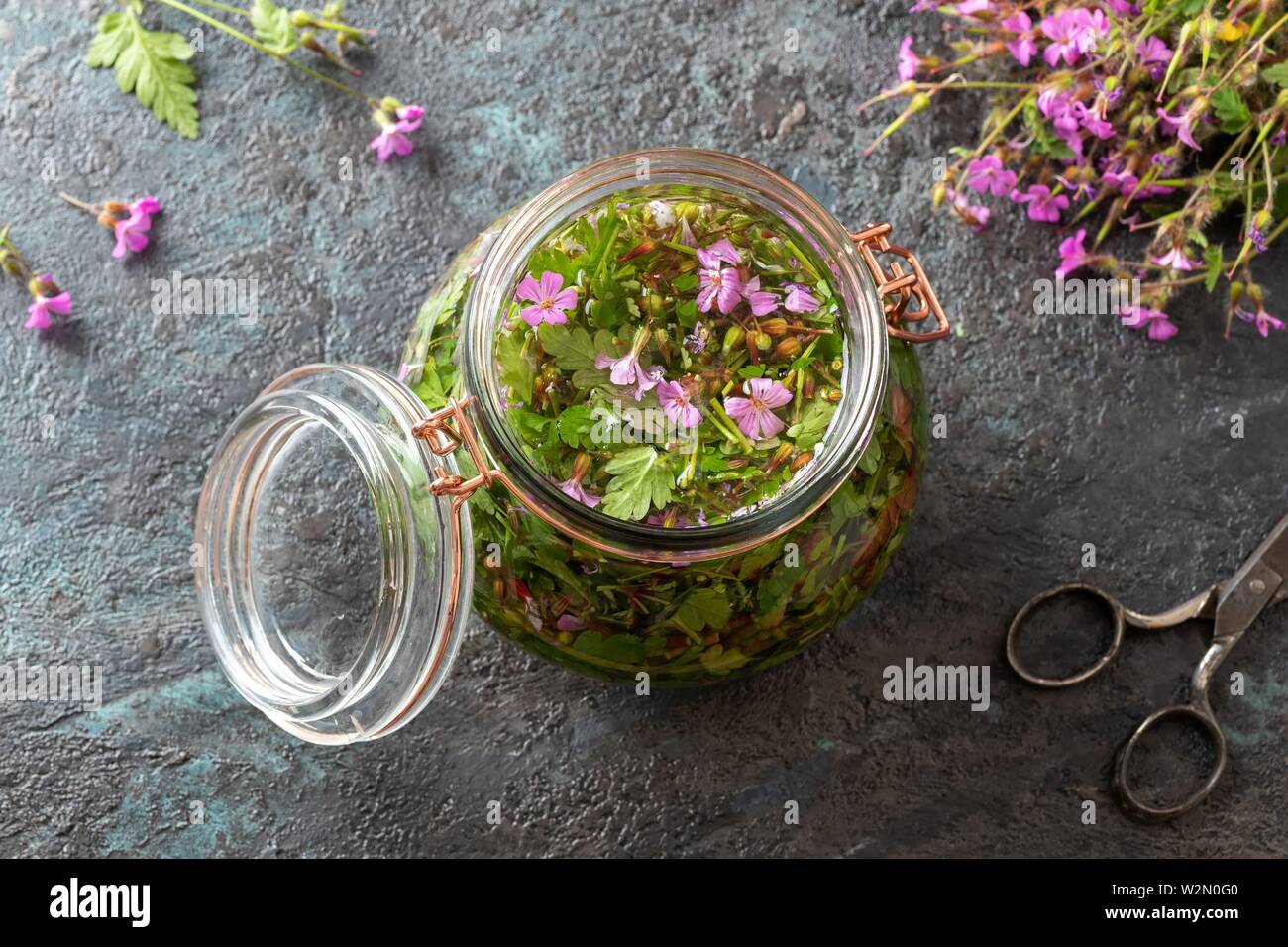 Préparation de teinture à l'alcool à base de plantes médicinales et Robert  Plant Photo Stock - Alamy