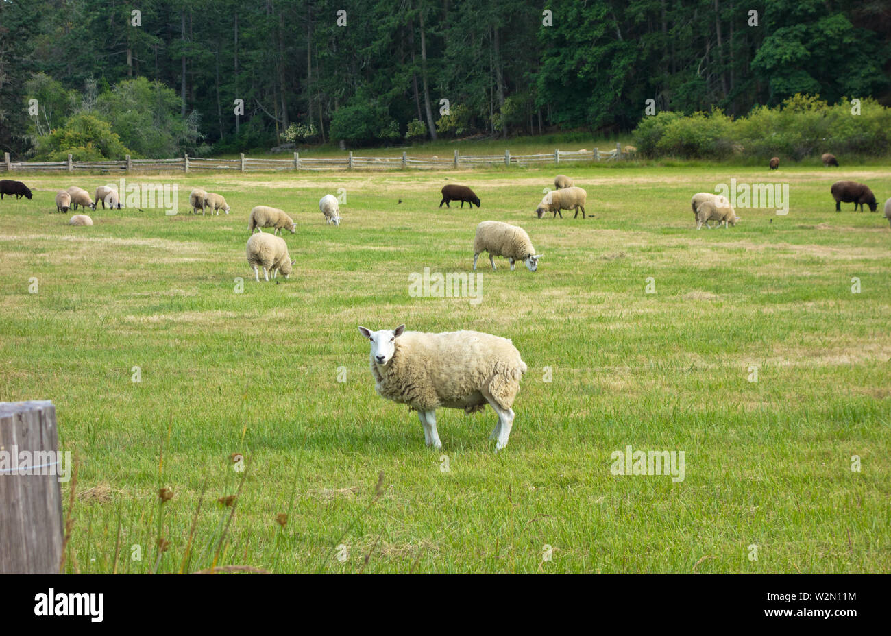 Moutons dans les champs de la ferme du patrimoine de la Rockle sur l'île de Salt Spring. Dans le parc provincial de Rockle, Colombie-Britannique, Canada. Salt Spring Island, C.-B. Banque D'Images