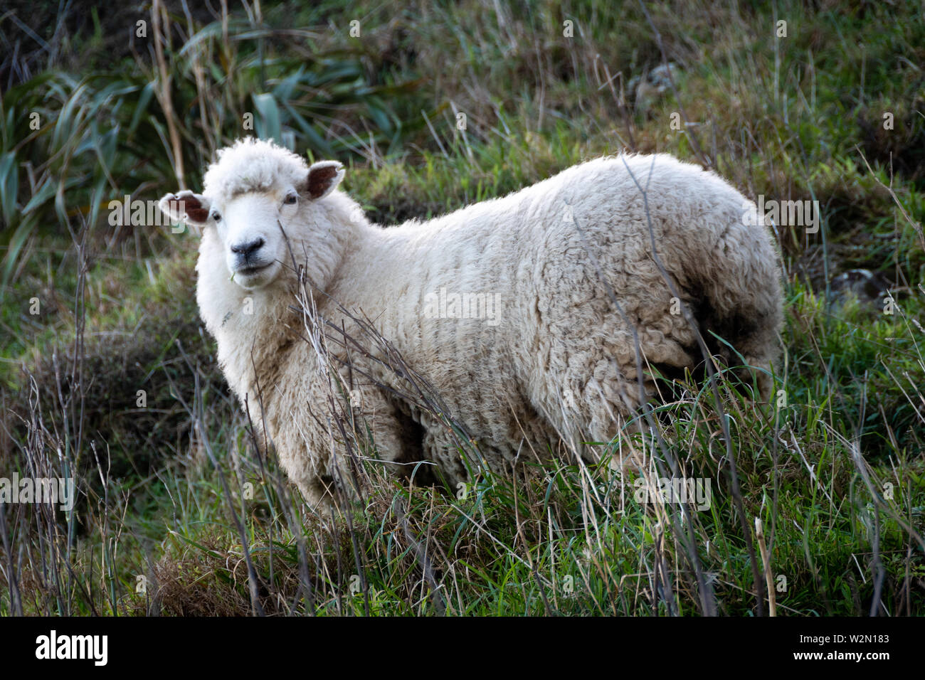 Les moutons, Pukerua Bay, Wellington, Île du Nord, Nouvelle-Zélande Banque D'Images