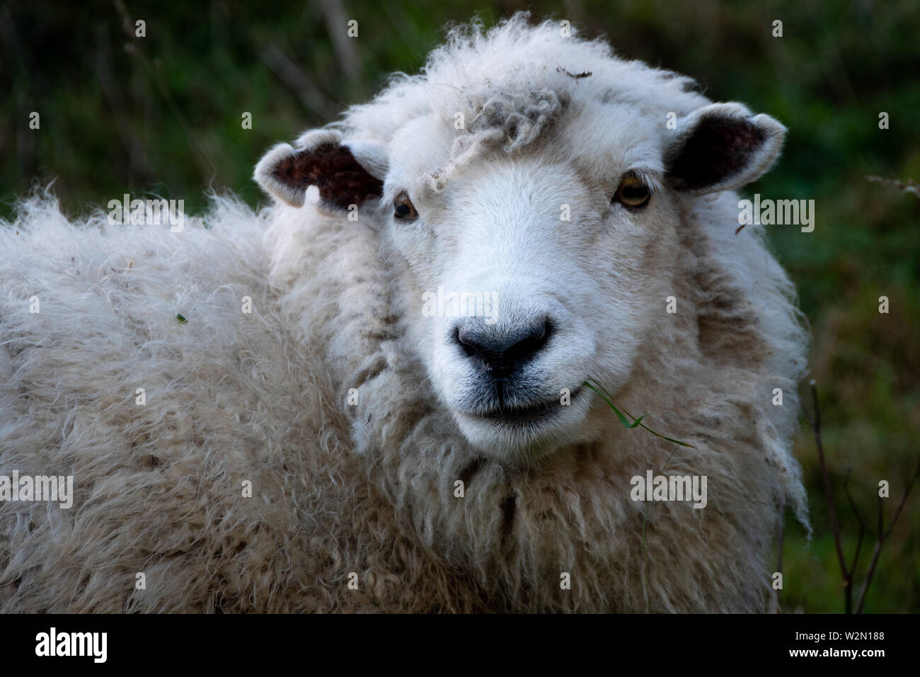 Les moutons, Pukerua Bay, Wellington, Île du Nord, Nouvelle-Zélande Banque D'Images