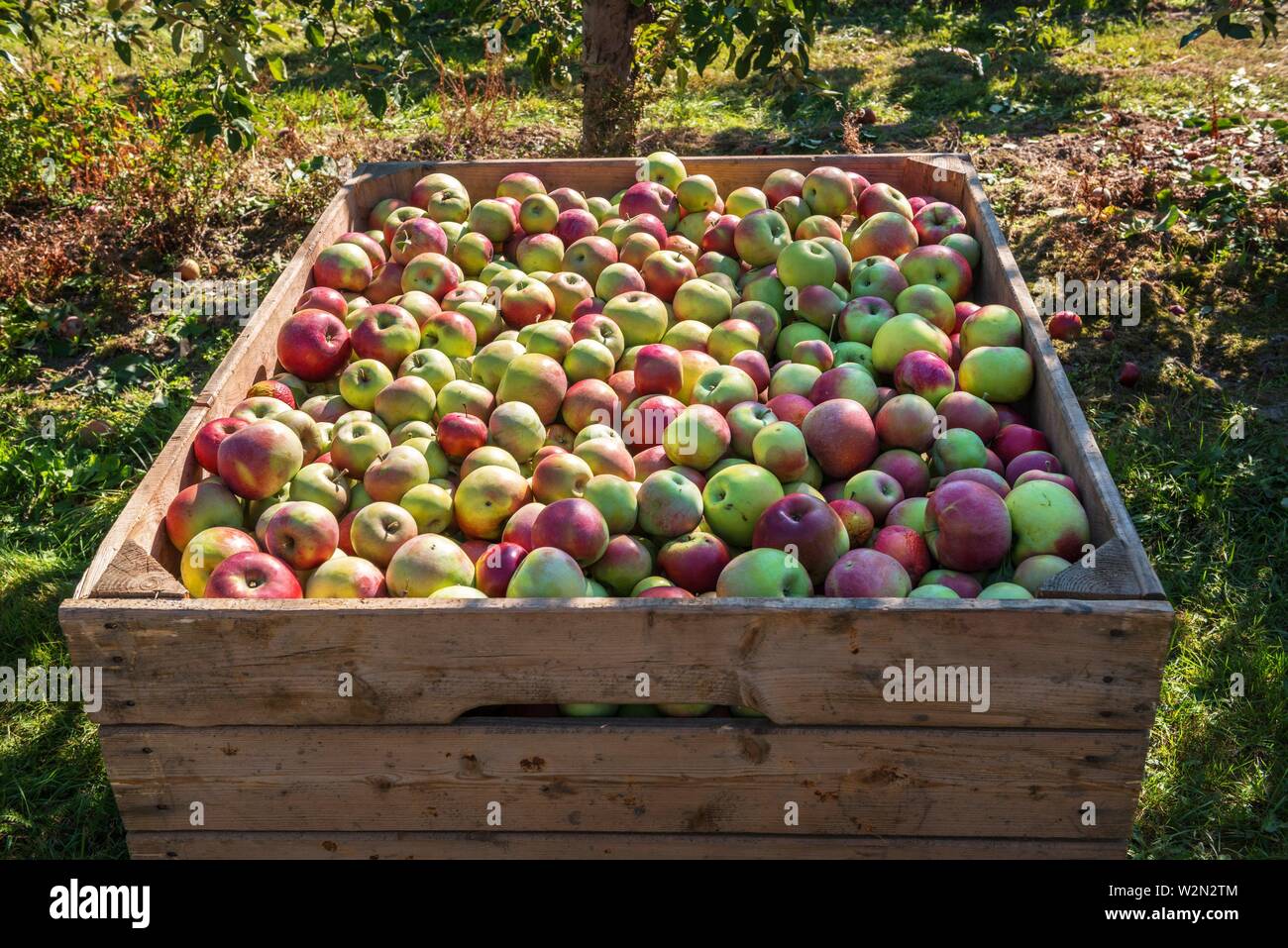 Bac en bois plein de pommes rouge-vert. Caisse de pommes fraîches pour le  transport et la vente Photo Stock - Alamy