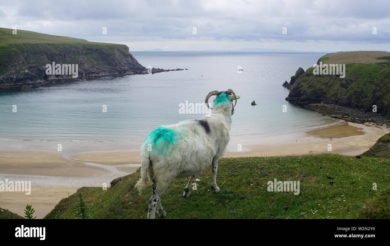 Donne sur des moutons, Silver Strand Donegal Banque D'Images