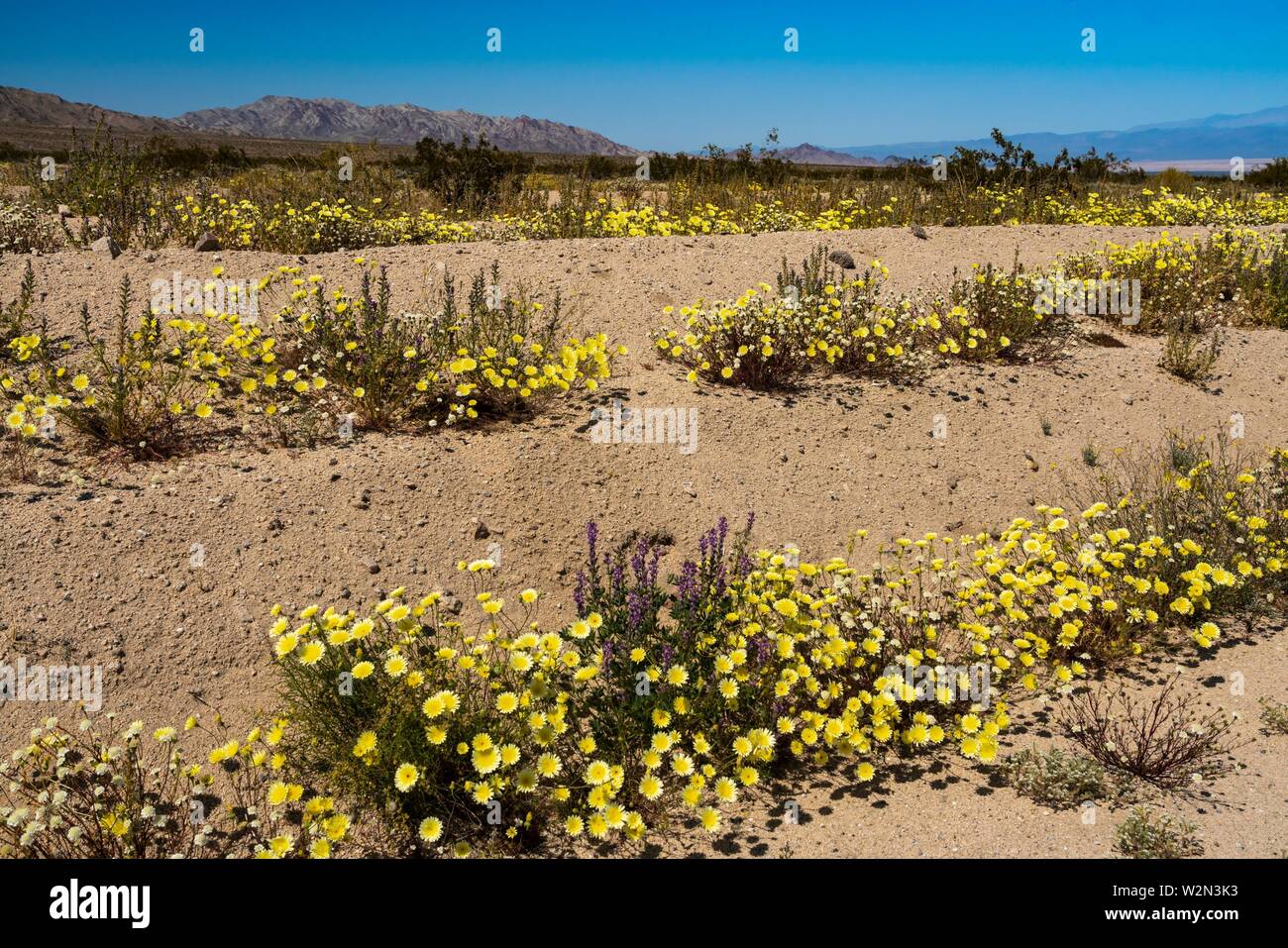 Floraison de fleurs sauvages du désert le long de la Route 66 dans le désert de Mojave, Californie, USA. Banque D'Images