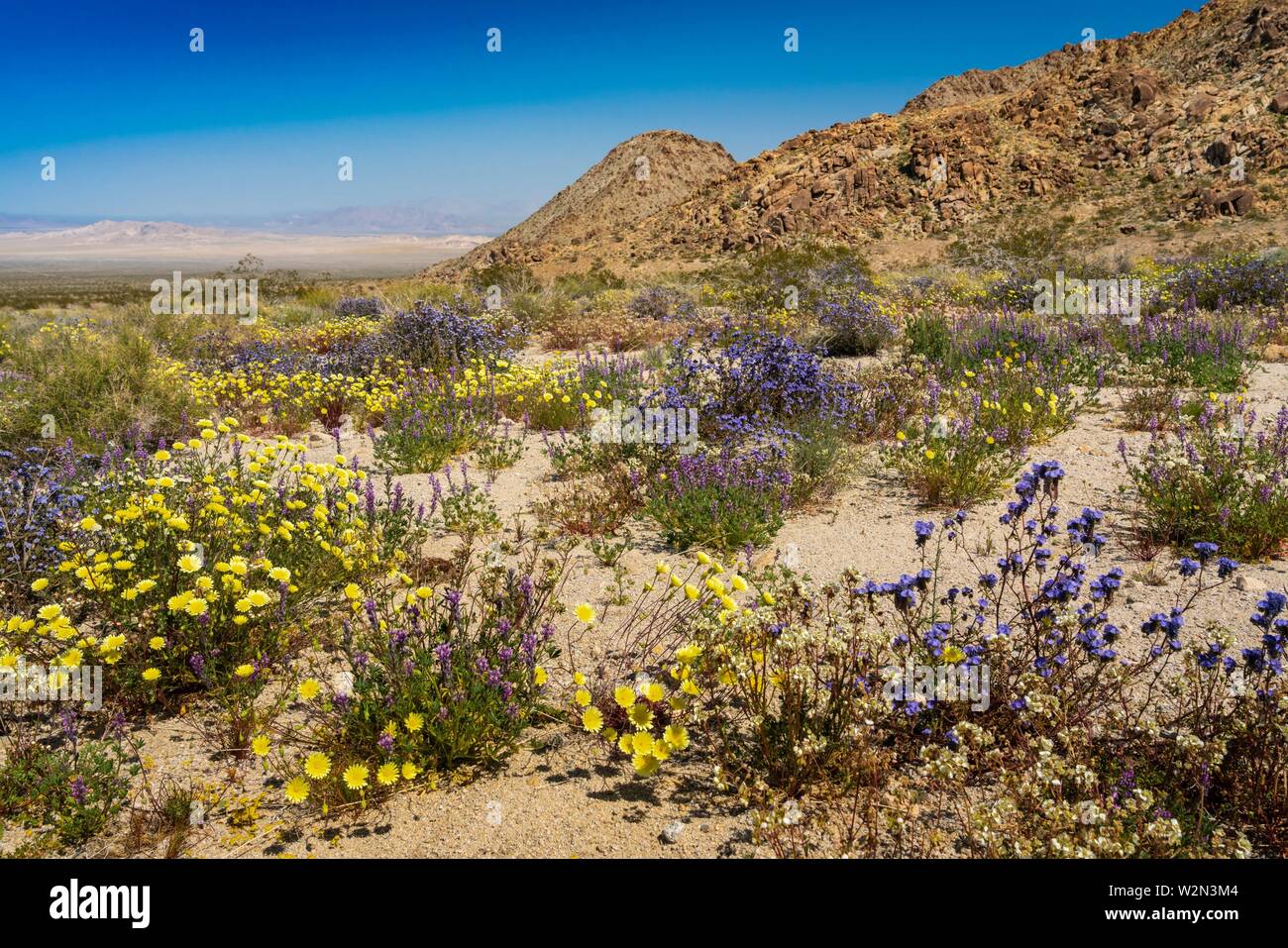Floraison de fleurs sauvages du désert le long de la Route 66 dans le désert de Mojave, Californie, USA. Banque D'Images