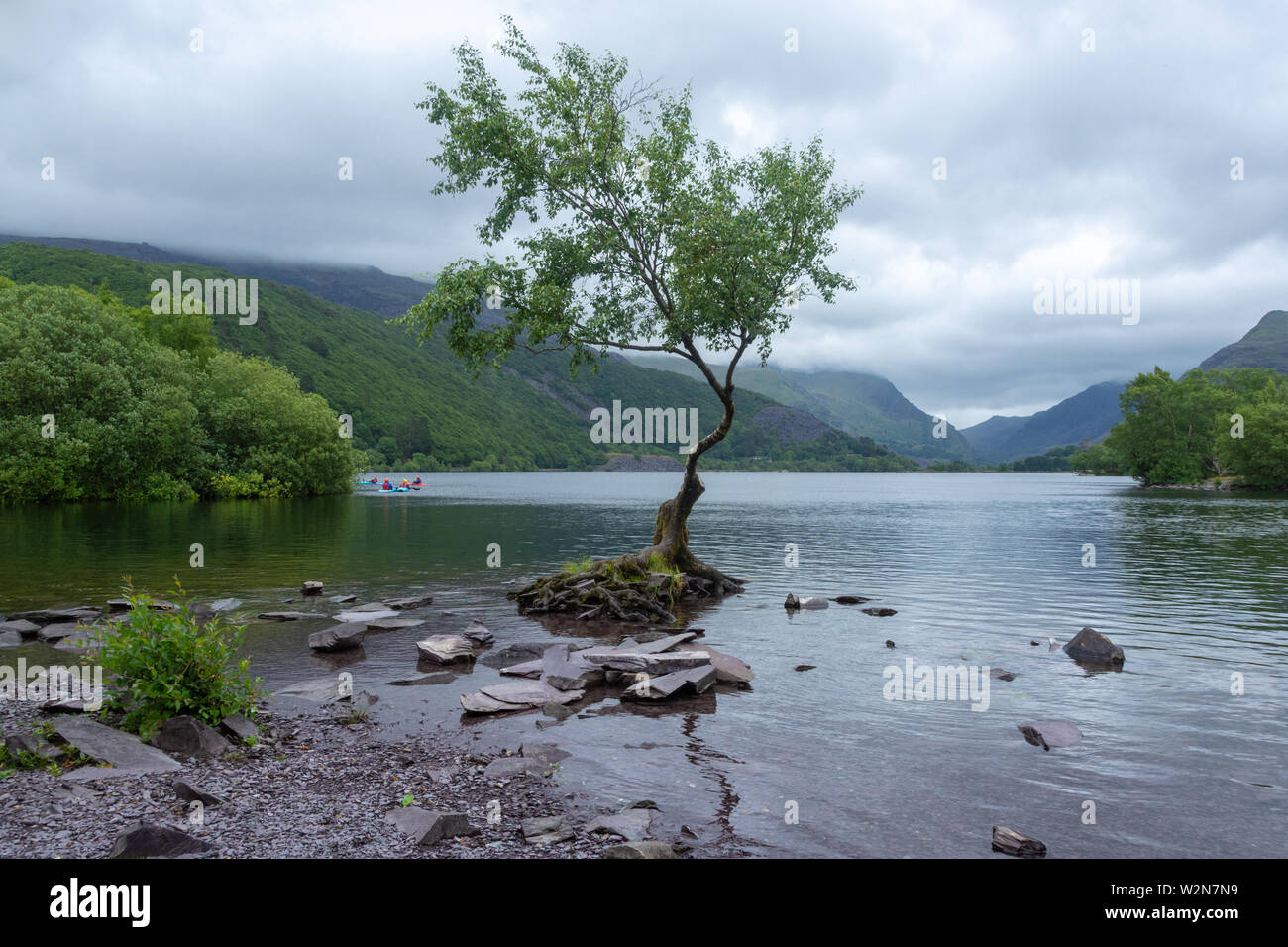 L'arbre isolé à Llanberis Lake dans le parc national de Snowdonia sur image Banque D'Images